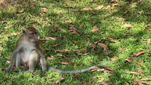 Tiere: Polizeieinheit gegen aggressive Affen in Thailand