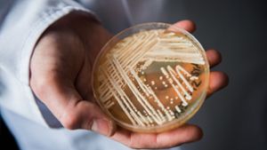 Candida auris: Krankmachender Pilz wird immer öfter nachgewiesen